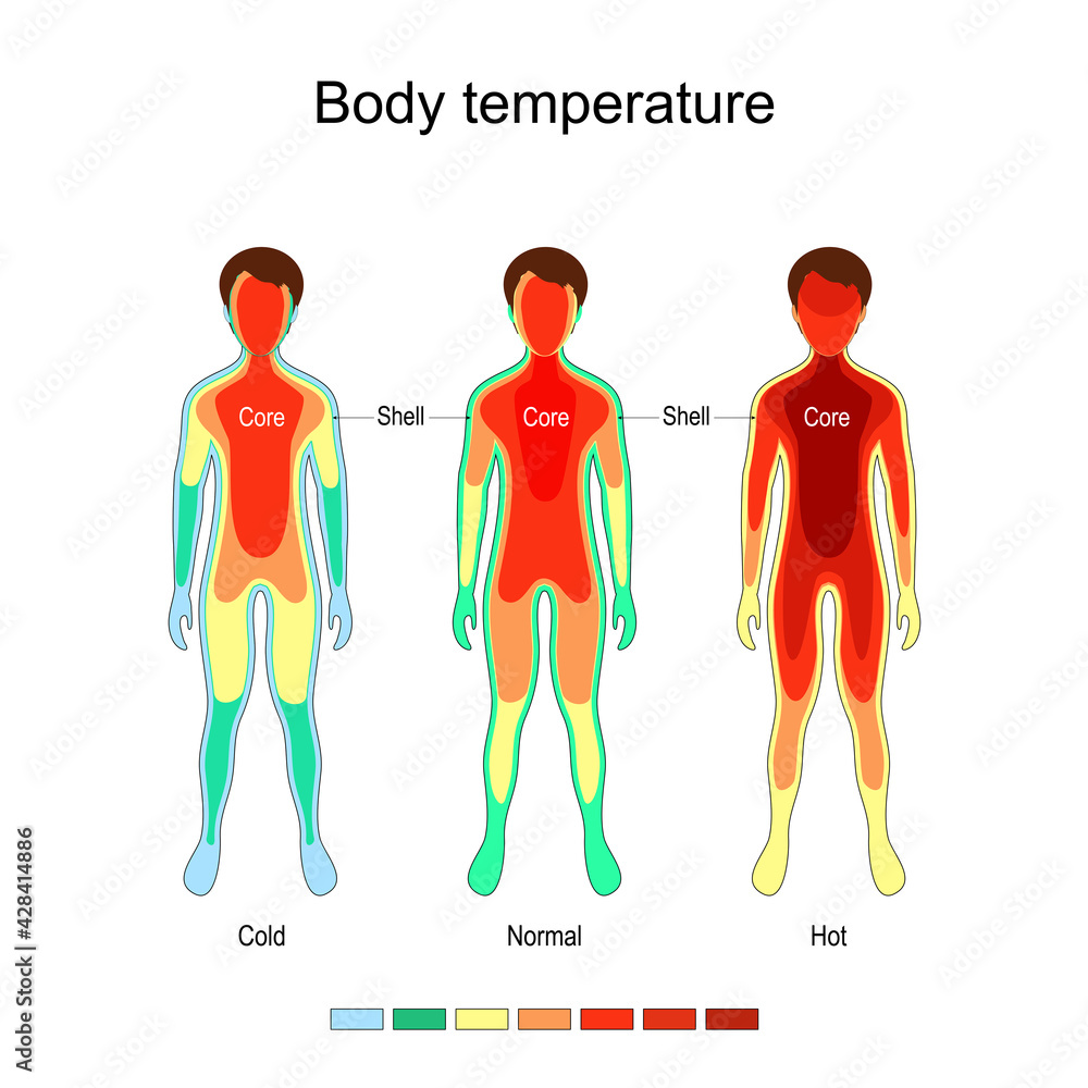 Body temperature and thermoregulation. vector de Stock | Adobe Stock