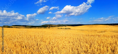 Panoramic view of golden wheat field. Endless fields of wheat