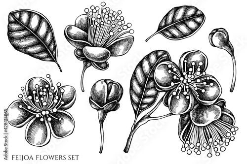 Vector set of hand drawn black and white feijoa flowers