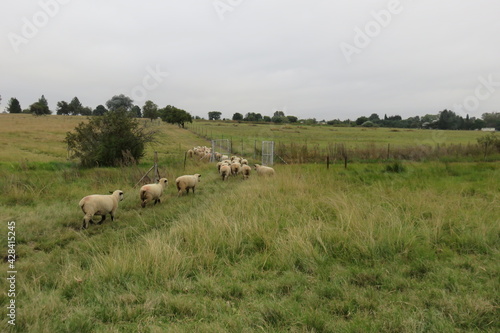 A white and green photograph of a beautiful scenic and peaceful view of a herd of sheep followed by a Llama walking through green pastures landscape