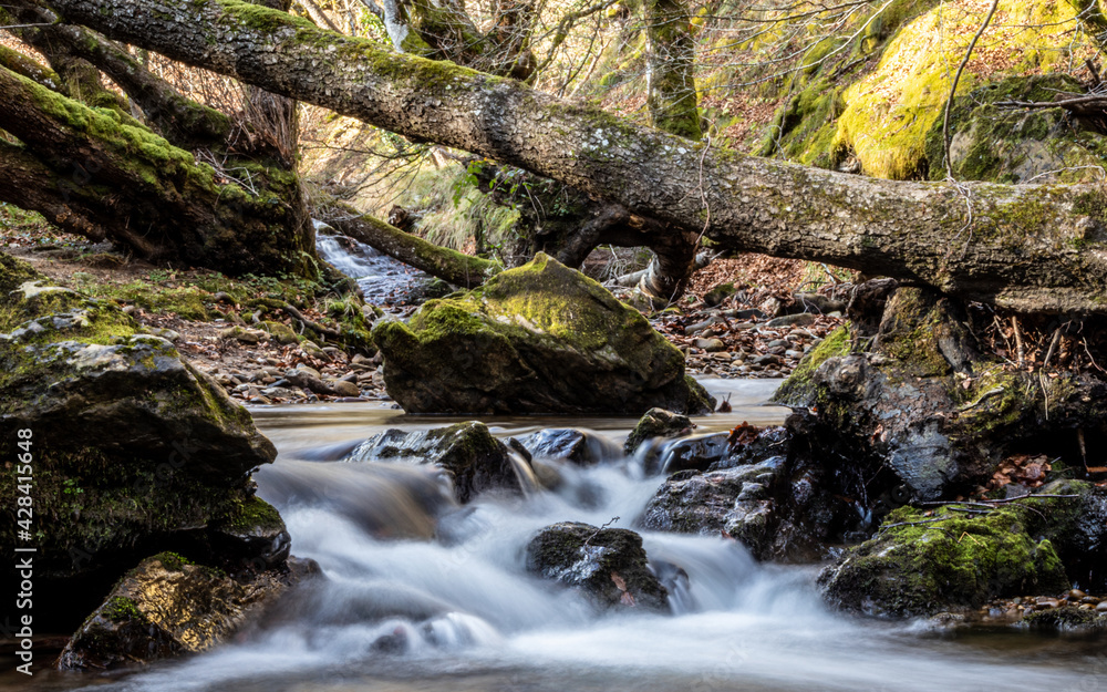 Fototapeta premium Stream in the forest