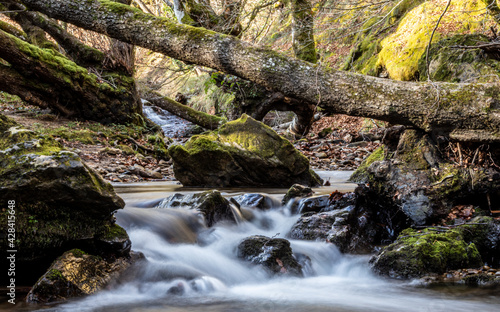 Stream in the forest