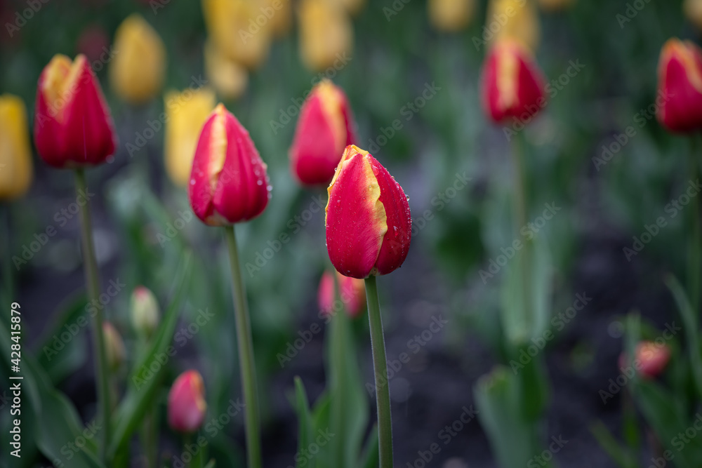 Nice color tulip flowers after the spring rain nature flora macro photo with empty space for text Nice color tulip flowers after the spring rain nature flora macro photo with empty space for text