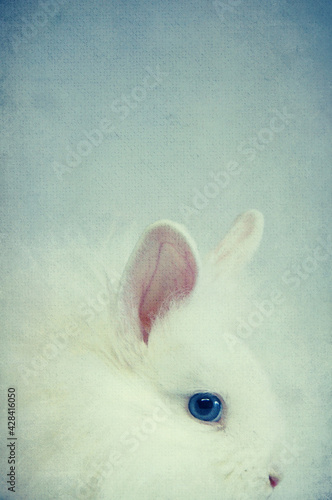Hase Portrait