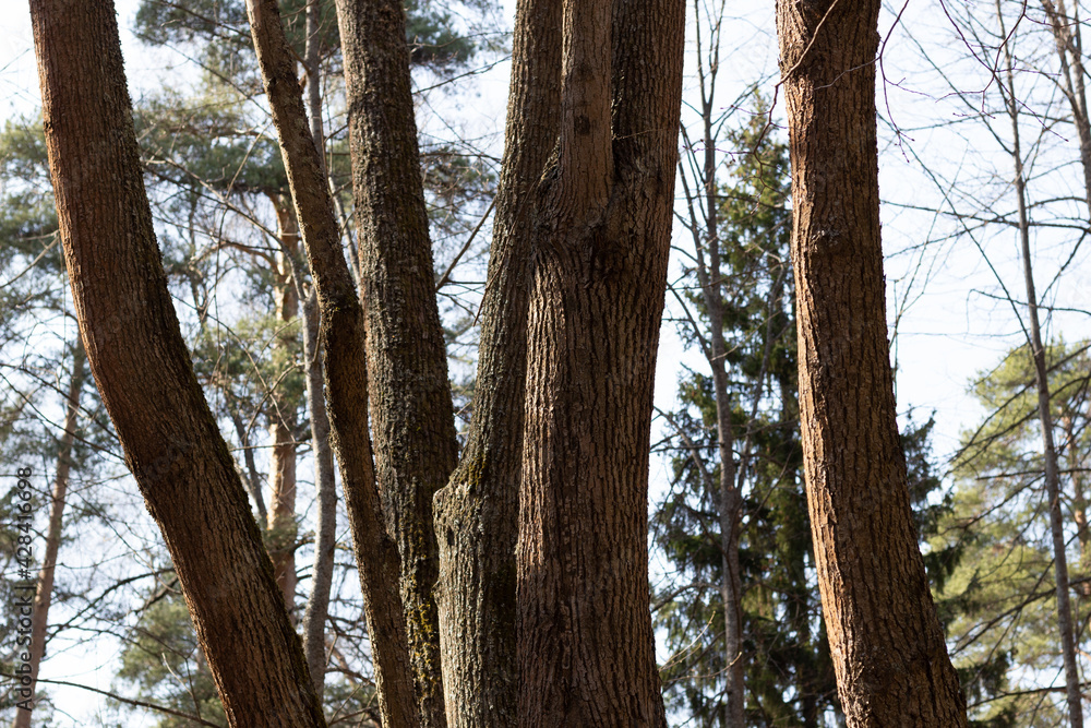 Linden tree trunks of strange shapes in sun light in spring forest with blue sky