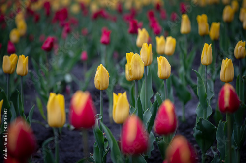 Nice color tulip flowers after the spring rain nature flora macro photo with empty space for text