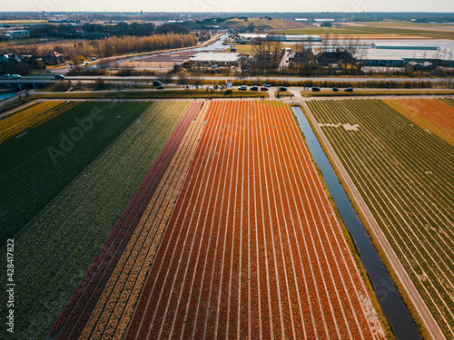 Aerial drone view of the tulip fields in the Noordwijk, the Netherlands.