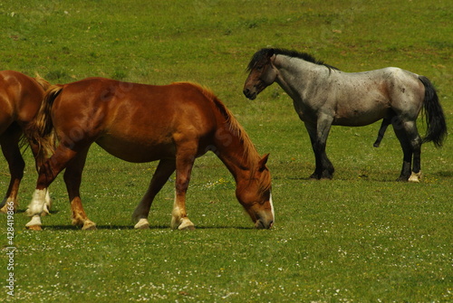 Horses in freedom on the Gran Sasso plateau in Abruzzo.