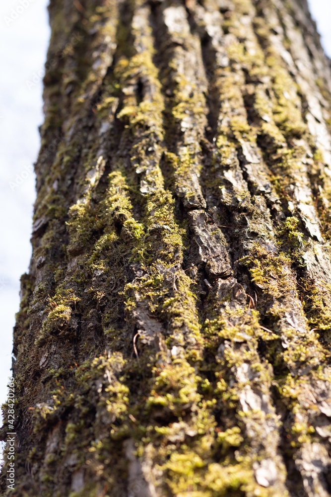 Obraz premium green lichen on tree trunk bark