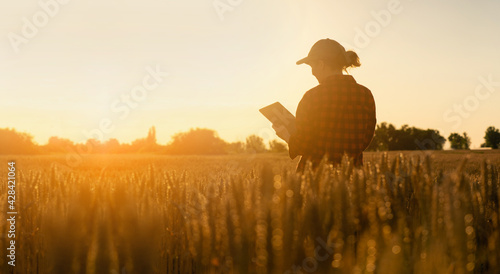 Woman farmer with tablet in a wheat field. Sunset. photo