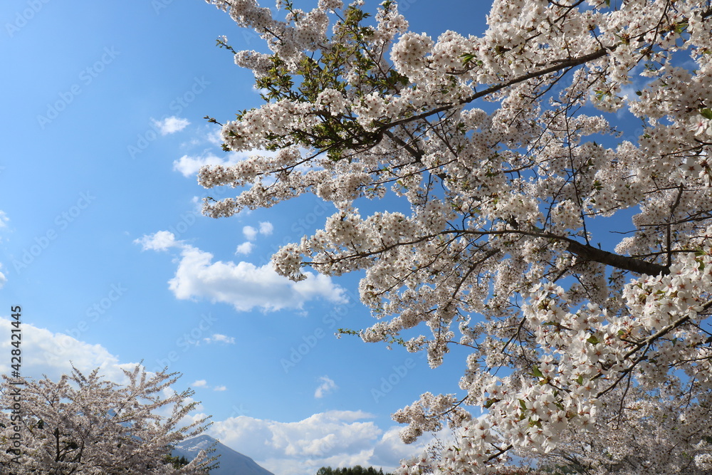 福島県の猪苗代の観音寺川の桜