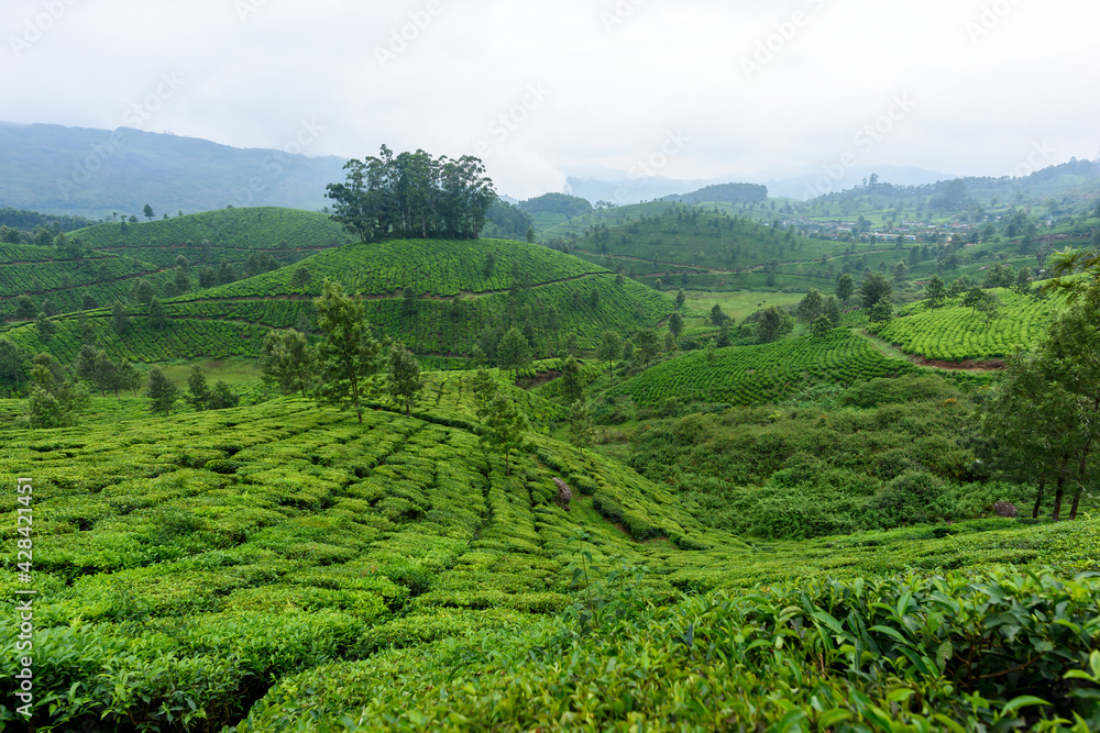Beautiful tea plantations in hills near Munnar, Kerala, India. Beautiful tea plantations in hills near Munnar, Kerala, India.
