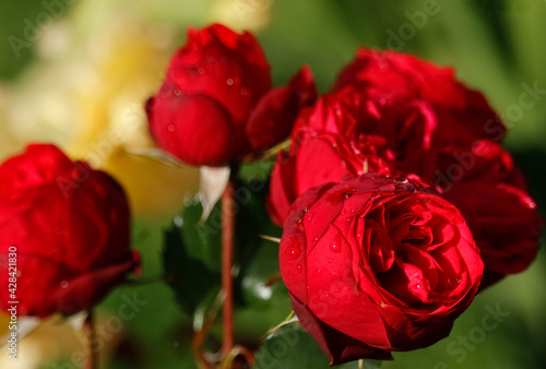 Red roses in the garden