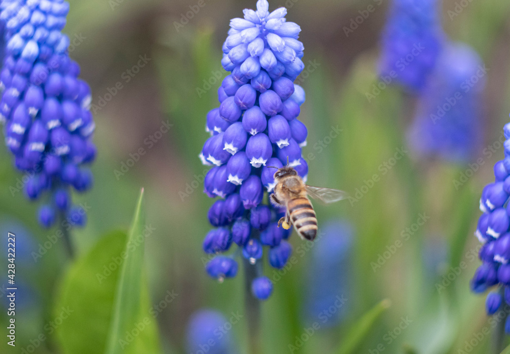 Beautiful blue muskari with a pollen-collecting bee Beautiful blue muskari with a pollen-collecting bee