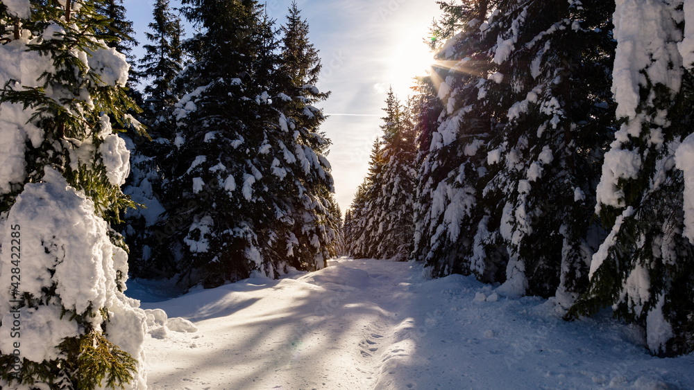 Snowy path in a winter forest during sunset, Jeseniky