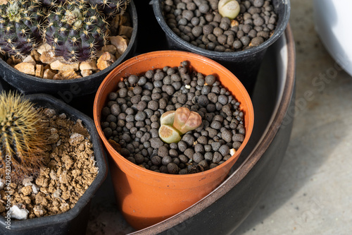 Small succulent plants in brown plastic pot and cactus in another pot.