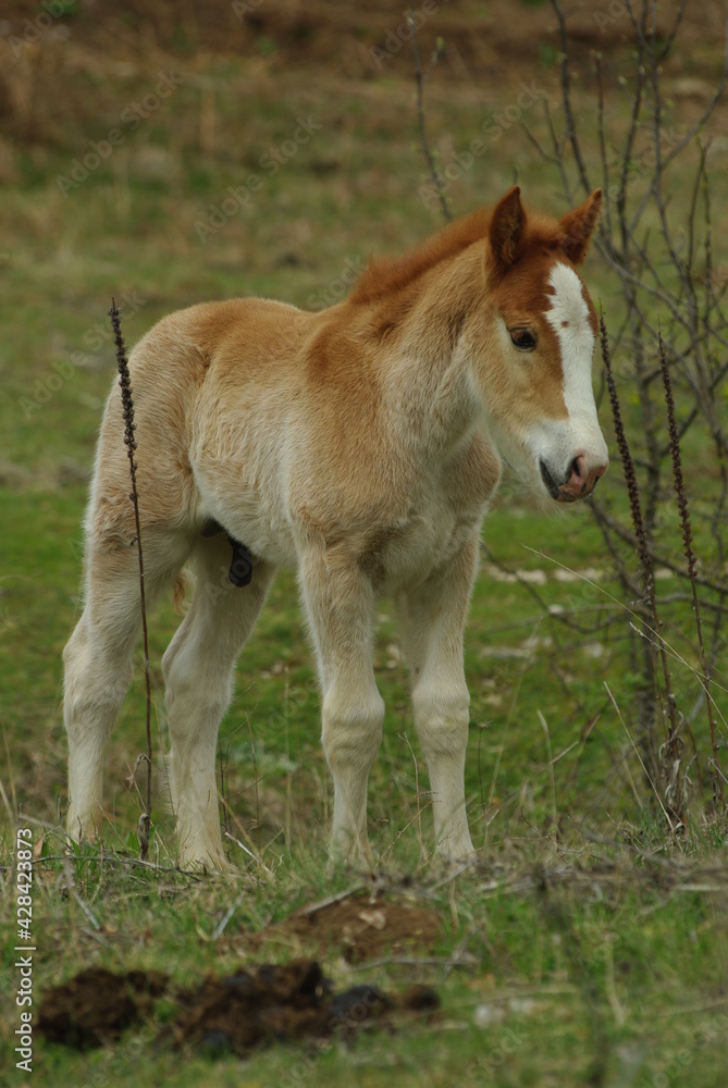 Foal in freedom on the pastures of Gran Sasso, Abruzzo, Italy Foal in freedom on the pastures of Gran Sasso, Abruzzo, Italy
