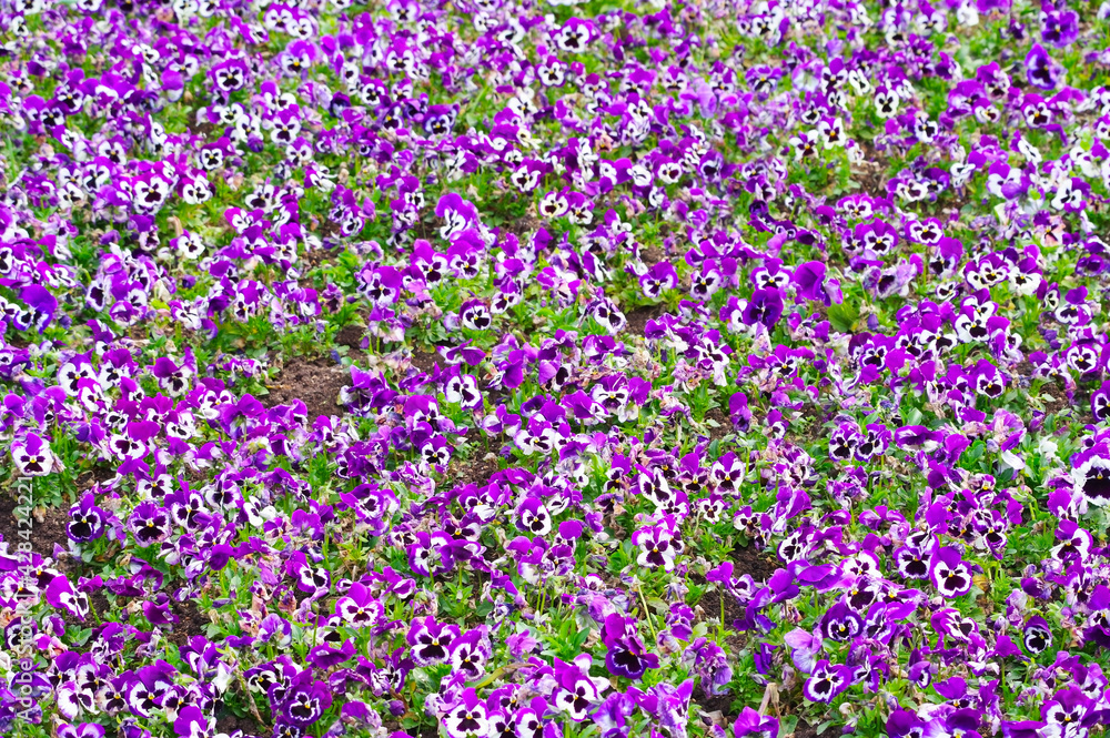Closeup of colorful pansy flower Closeup of colorful pansy flower