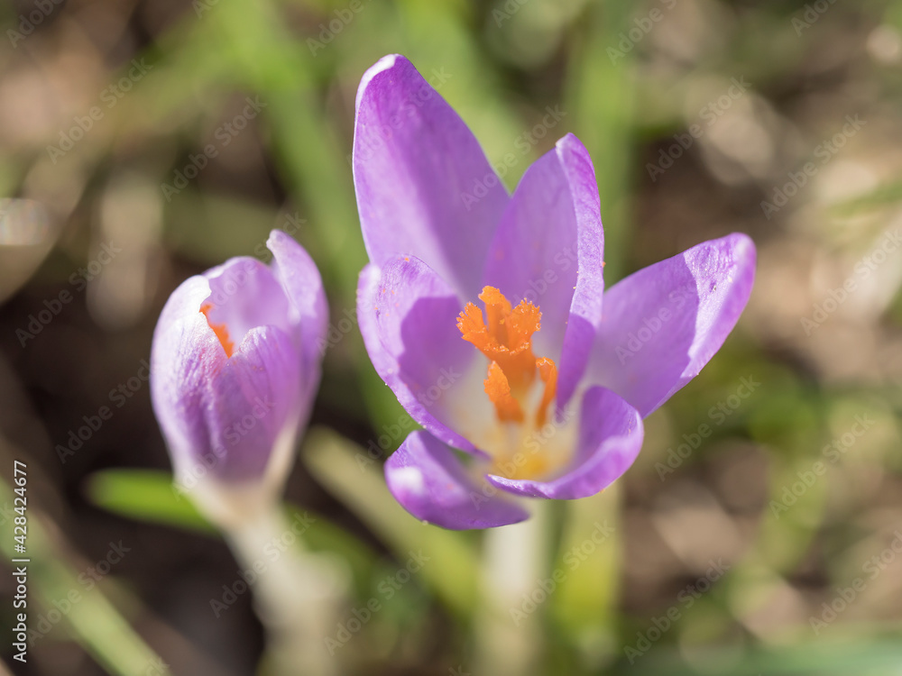close up macro violet Crocus vernus spring flower on green leaves bokeh background, selective focus on pistil