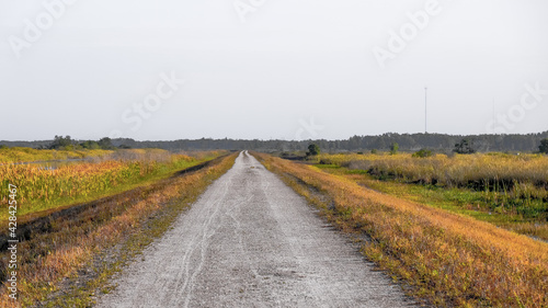 morning and cloudy sky with dirt road on a levee in the swamp.
