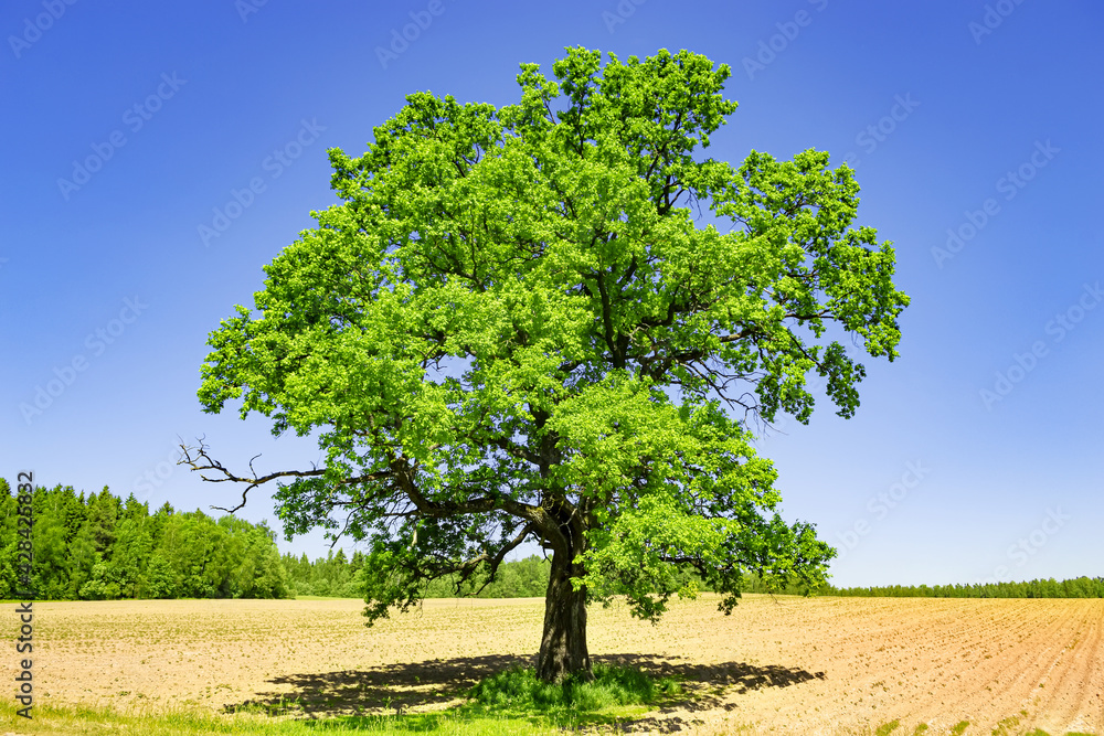 Field on which grows one beautiful tall oak tree, a spring landscape in sunlight. Tree, field, meadow and forest - blue sky. Large tree growing on a field with young sprouts of wheat or corn. Field on which grows one beautiful tall oak tree, a spring landscape in sunlight. Tree, field, meadow and forest - blue sky. Large tree growing on a field with young sprouts of wheat or corn.