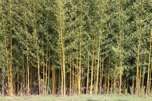 grass field