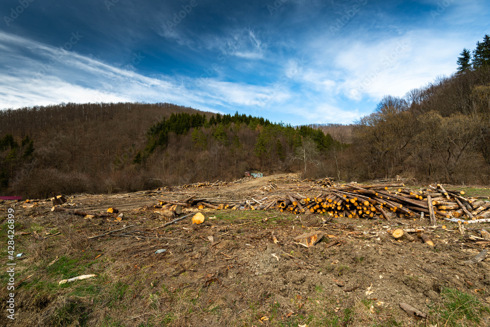 Illegal cutted pine wood logs near forest road, conceptual image of deforestation.