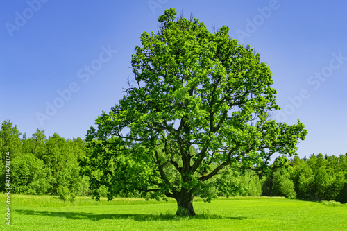 Large tree growing on a meadow. Field on which grows one beautiful tall oak tree, a spring landscape in sunny warm weather. Tree, field, meadow and forest - blue sky