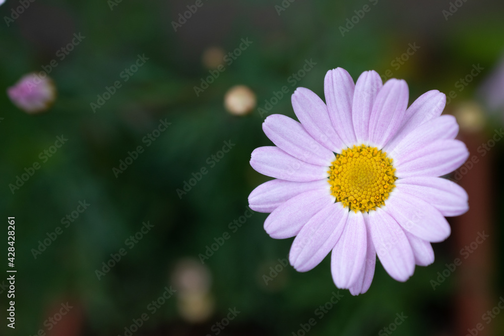 夏の庭のピンクのキレイなキクの花
