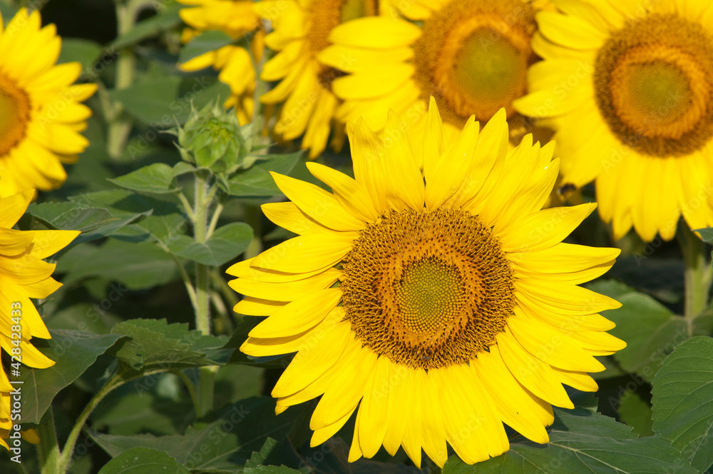 Fototapeta premium 満開のヒマワリのアップ