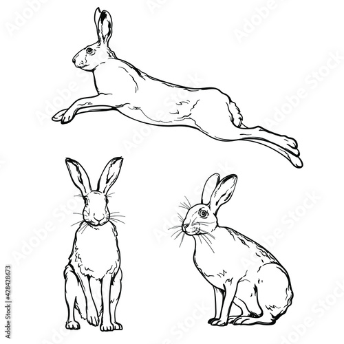 Hares, black and white drawing. Vector illustration isolated on a white background.