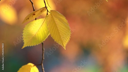 Autumn, leaf fall, sunny day in the autumn forest. Golden autumn - colorful leaves on the trees, a kaleidoscope of color and light during the fall.