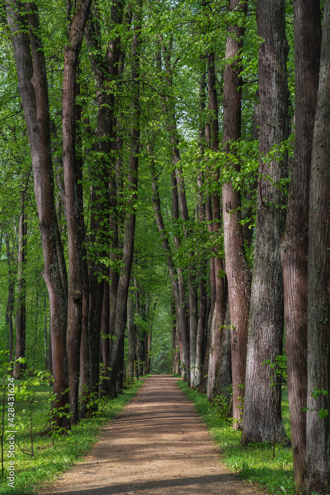 Obraz premium Young pine forest on a bright Sunny day