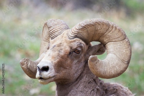 close up of a bighorn ram