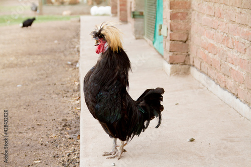 Black rooster crowing at the top of his voice