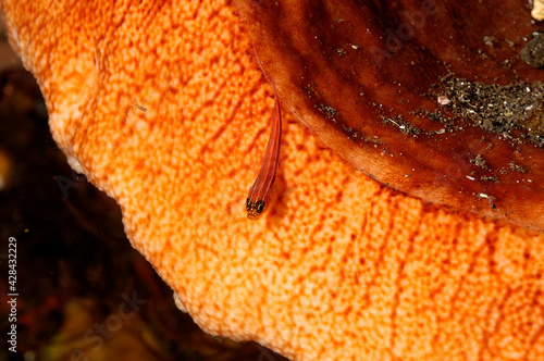 A red lined pygmy goby photo