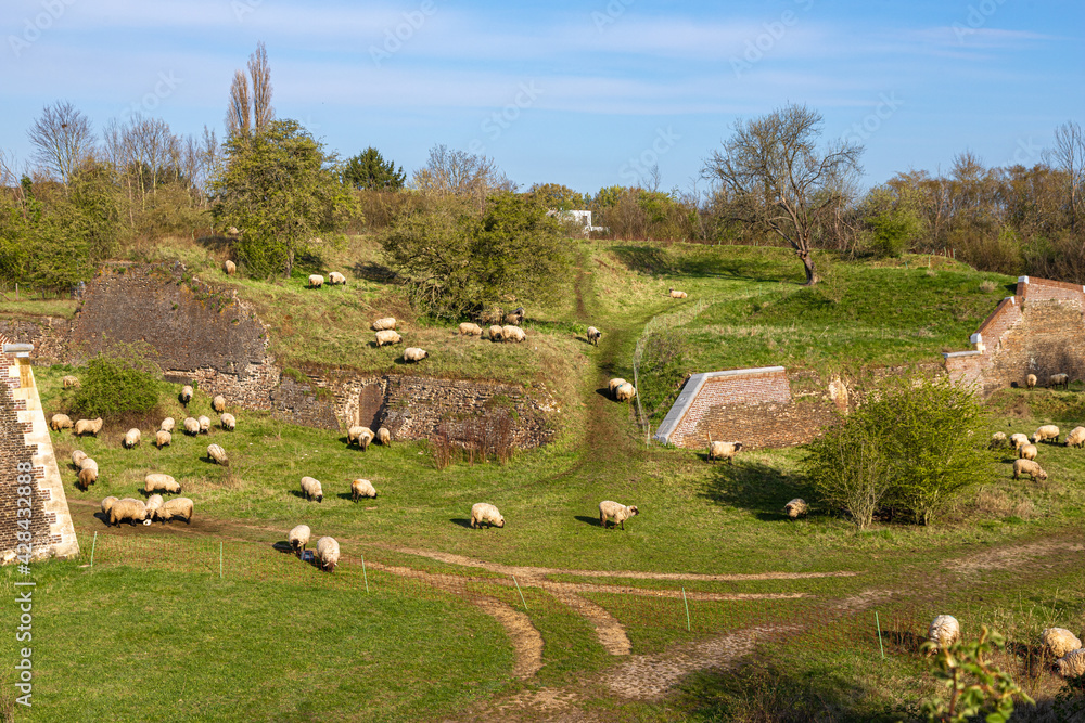 Sheep maintain the grass in a ecology friendly way in the Hoge Fronten park in Maastricht, it is an 18th century fortification area with remains of the defense works.  