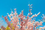 Blooming sakura tree on blue sky background