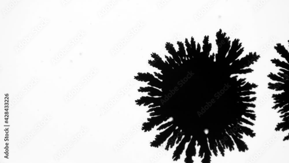 Black ink spreads on white background. Ink blot flowing on white. Ink bleed. Black ink spreads on white background. Ink blot flowing on white. Ink bleed.