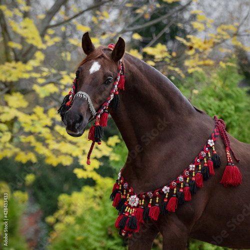 Beautiful chestnut arabian horse on natural background, portrait closeup © Svetlana