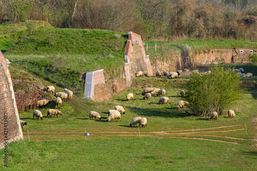 Sheep maintain the grass in a ecology friendly way in the Hoge Fronten park in Maastricht, it is an 18th century fortification area with remains of the defense works.   photo