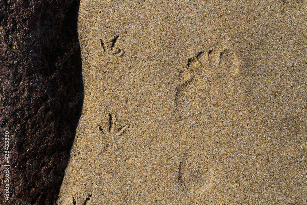 human and bird footprints on the sea sand human and bird footprints on the sea sand