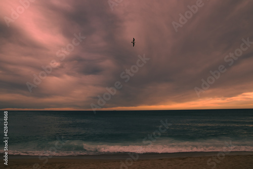 Sunset on the beach and seagull in the sky. photo