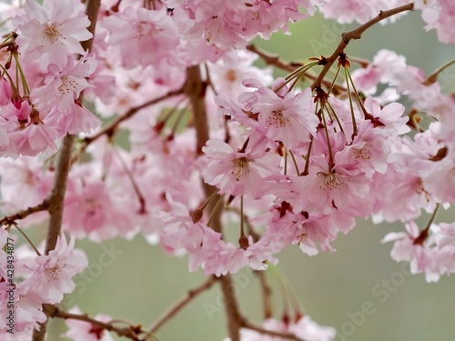 A Sakura cherry blossom tree in full bloom in the spring in the North Park in Allegheny County near Pittsburgh, PA.  Beautiful pink flower blooms hanging from the gorgeous tree in nature.