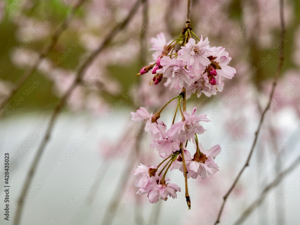 Fototapeta premium A Sakura cherry blossom tree in full bloom in the spring in the North Park in Allegheny County near Pittsburgh, PA. Beautiful pink flower blooms hanging from the gorgeous tree in nature.