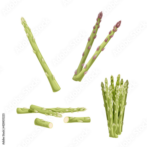 Asparagus set. Cartoon fresh farm green asparagus sprouts. Single, group, bunch. Vector illustrations collection. Isolated on white background.