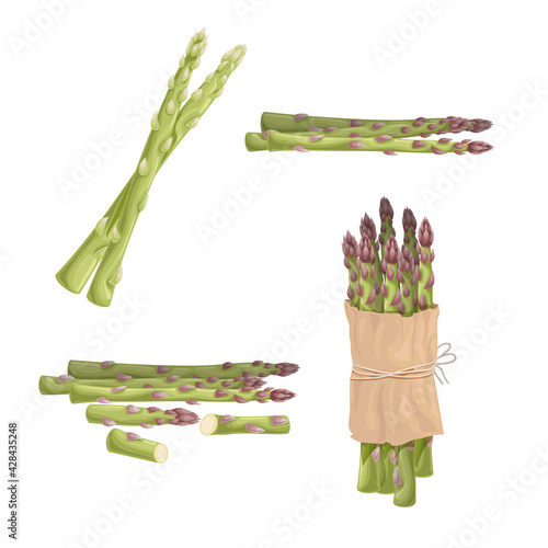 Asparagus set. Cartoon fresh farm green asparagus sprouts. Single, group, bunch. Whole ant cut. Vector illustrations collection. Isolated on white background.