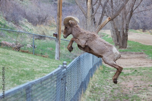 Bighorn ram jumps fence into backyard