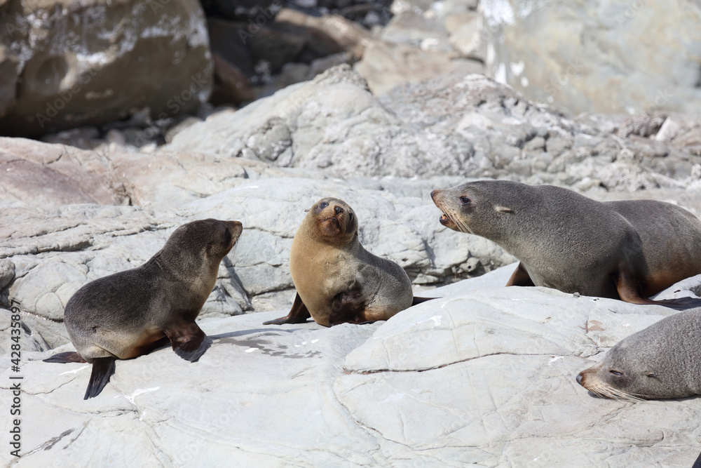 Fototapeta premium Neuseeländischer Seebär / New Zealand fur seal / Arctocephalus forsteri.