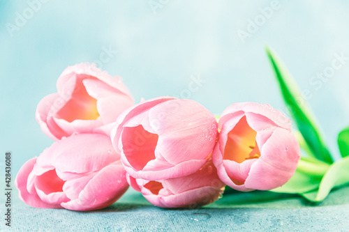 Five tulips on blue background. Delicate pink romantic bouquet of flowers